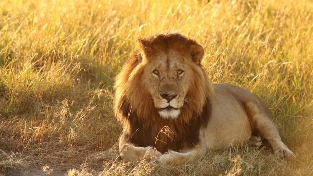 IRPF - Consulta ao lote residual de janeiro de 2026 já está disponível